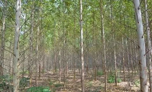 博白二十八個(gè)鄉(xiāng)鎮(zhèn)特產(chǎn),樣樣有名堂