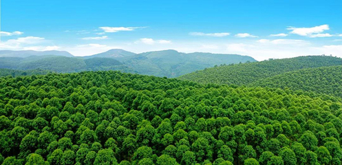 崇左寧明縣&ldquo;六個(gè)著眼&rdquo; 做大做強(qiáng)林木產(chǎn)業(yè)