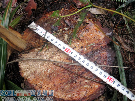 宜賓:翠屏區(qū)&ldquo;冬季戰(zhàn)役&rdquo;重拳出擊 查處一起濫伐林木案(組圖)-滾動(dòng)