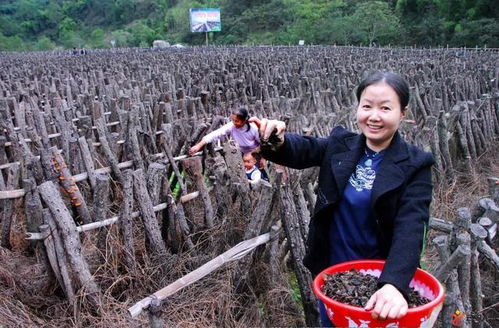 云陽(yáng)鄉(xiāng)鎮(zhèn)街道形象宣傳大比拼第七期 快來(lái)為家鄉(xiāng)投票
