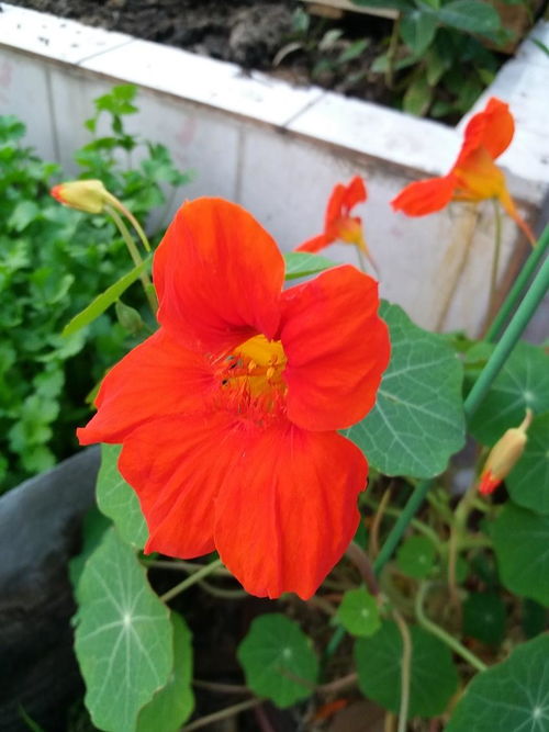 陽(yáng)臺(tái)可以種哪些可以吃的花卉植物