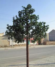 各種樹木供應信息 各種樹木批發 各種樹木價格 找各種樹木產品上