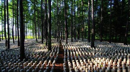 林業補助有哪些?林下食用菌、藥材項目申報要求及栽培規范是什么?