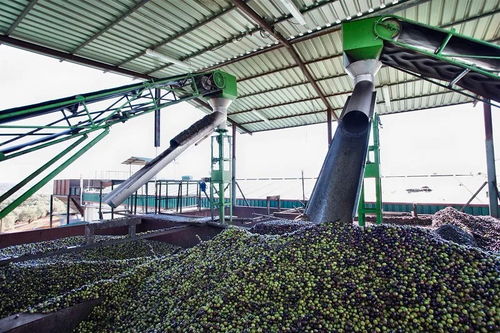 沒有中間商賺差價,為您量身定制橄欖油品牌