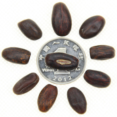 批發(fā)林木種子刺桐樹、雞冠刺桐種子、保證質量、發(fā)芽率高量大優(yōu)