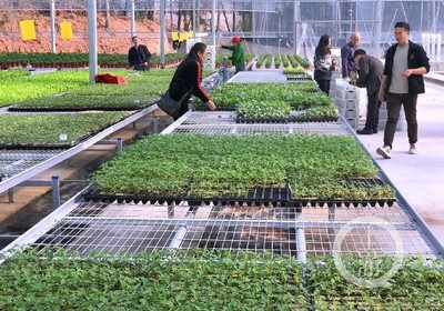 渝北興隆鎮(zhèn)建成國內(nèi)領(lǐng)先的智慧種苗工廠