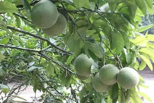 厲害 北流這些產品獲得2017年廣西名牌,快來打call