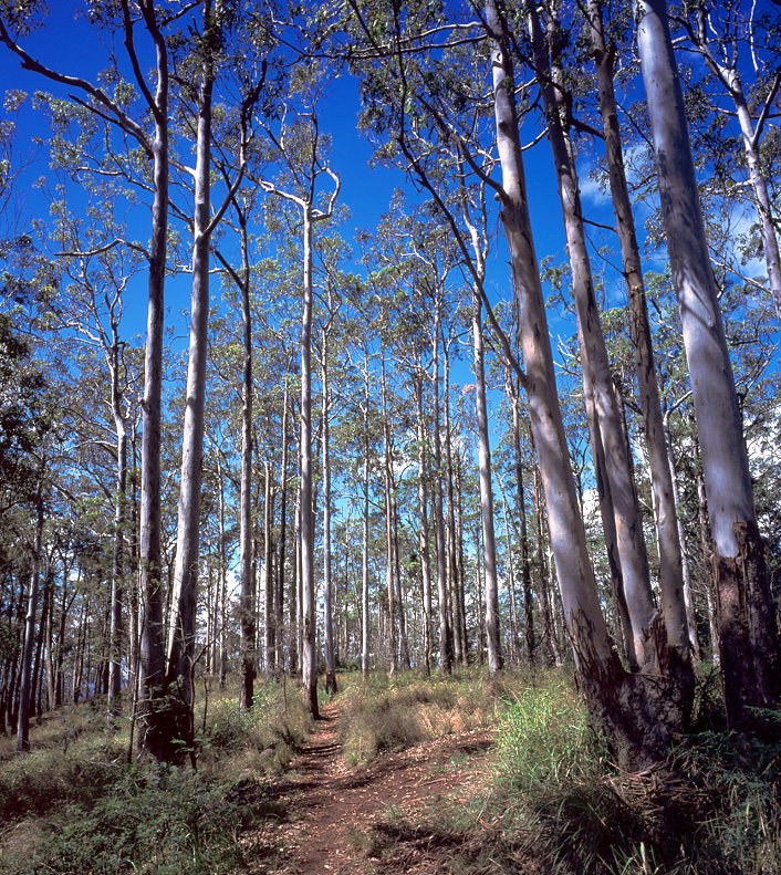 凡林木的高度相差較大,其樹冠配置明顯的分成兩層以上層次的,稱為復層