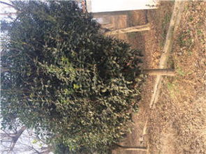 新鄉(xiāng)桂花樹苗 新鄉(xiāng)新聞 優(yōu)質(zhì)廉價