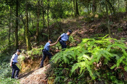 男子盜伐林木13棵,被遵義警方抓獲