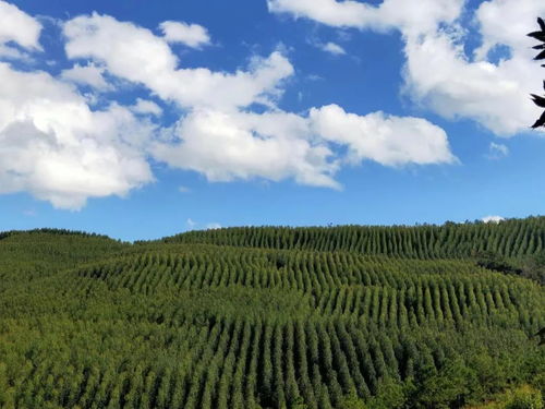 景谷 深化林木采伐 放管服 服務(wù) 要聞