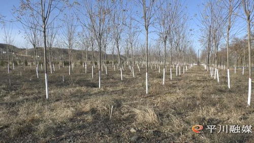 平川區(qū)多措并舉做好冬季林木管護工作