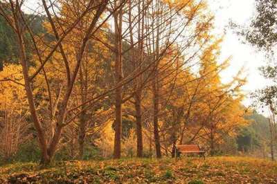 廣東公布省十大樣板鎮(zhèn)村林場名單