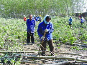 百畝林木三天被砍光 執法人員阻止被轟趕