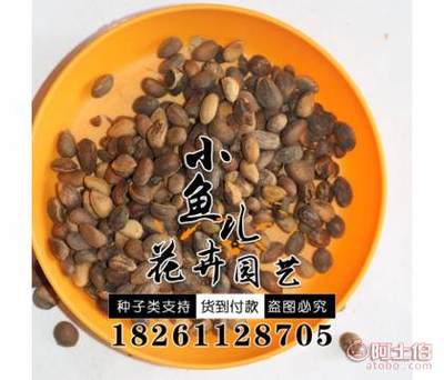 【林木種子價(jià)格廠家直銷白皮松種子銷售包發(fā)芽白皮松種子】沭陽(yáng)縣扎下鎮(zhèn)小魚兒花卉園藝場(chǎng) - 產(chǎn)品庫(kù)