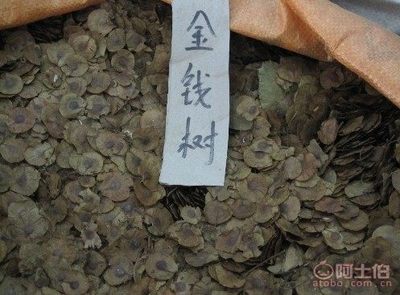 【廠家直銷各種林木種子紅豆杉國(guó)槐紅楓種子重陽(yáng)木等等保質(zhì)保量】沭陽(yáng)縣新河鎮(zhèn)子杰花卉園藝場(chǎng) - 產(chǎn)品庫(kù)