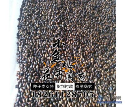 【廠家直銷林木種子金絲楠木種子價(jià)格貨源足種子銷售】沭陽(yáng)縣扎下鎮(zhèn)小魚兒花卉園藝場(chǎng) - 產(chǎn)品庫(kù)