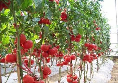 擴(kuò)進(jìn)口 促升級(jí) | 蔬菜&ldquo;聯(lián)合國(guó)&rdquo;背后的產(chǎn)業(yè)升級(jí)