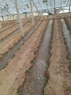 【植保】秋茬蔬菜定植后,四步培育壯棵