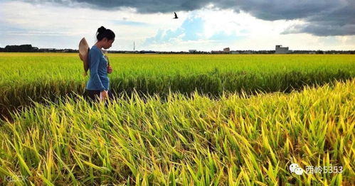 健康養生如天成,老撾特產鑄永恒