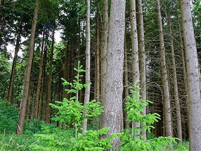 襄陽市正式建立首批市級林木種質資源保存庫