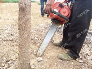 長(zhǎng)沙 鏈條挖樹(shù)機(jī)圖片 樹(shù)木搬家挖樹(shù)機(jī)