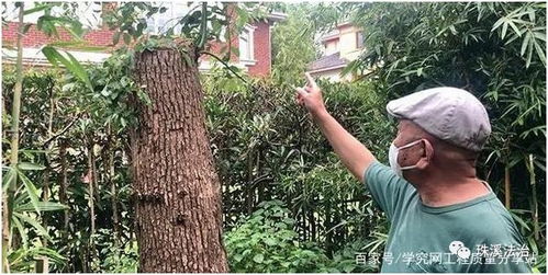 自己種的樹(shù)可以隨便砍嗎 不行