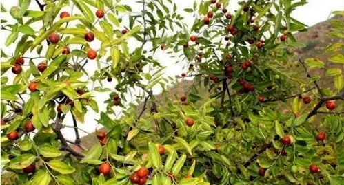 價(jià)格飆升 這種陜西 特產(chǎn) 火了