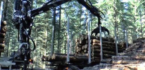 中國(guó)曾年砍200萬(wàn)顆樹(shù)給日本 如今角色突然互換 日本砍樹(shù)給我們!