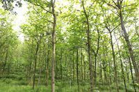 云陽(yáng)縣林木中心苗圃場(chǎng)_世界工廠網(wǎng)全球企業(yè)庫(kù)