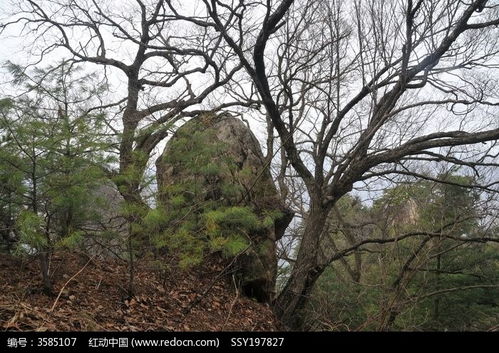 原始林木高清圖片下載 紅動網