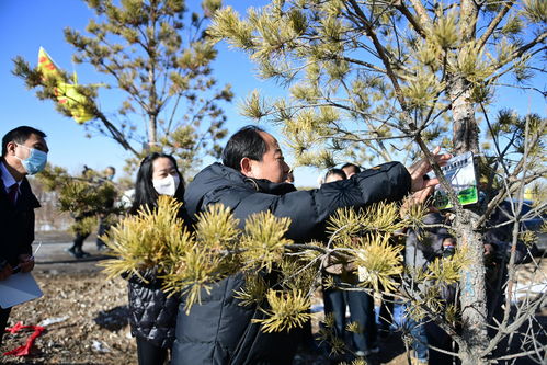 陽原縣生態(tài)林木認(rèn)養(yǎng)活動啟動