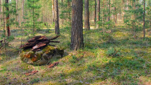 森林中有地衣和苔蘚的老樹。林木自然綠色的木頭。森林里樹上的苔蘚。特寫
