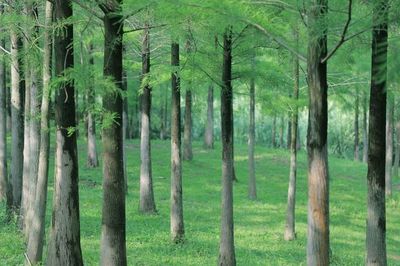 農(nóng)村經(jīng)濟(jì)林木補(bǔ)償標(biāo)準(zhǔn)