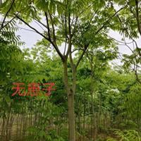 江西[產(chǎn)品]/江西無(wú)患子4價(jià)格/報(bào)價(jià)