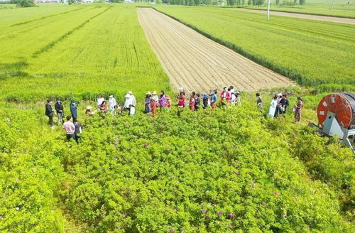 駐馬店市首屆盛景玫瑰園鮮花節(jié)啟動(dòng)