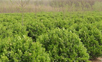 山東省林木種苗龍頭企業(yè) 名單發(fā)布,龍力子公司鰲龍農(nóng)業(yè)上榜