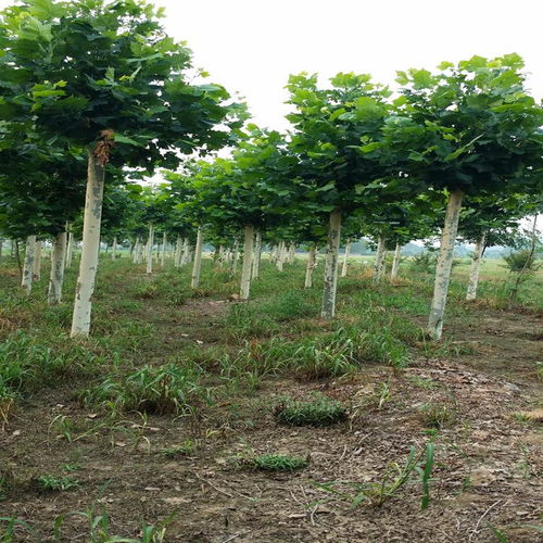 定州君濤林木育苗場(chǎng) 常綠樹(shù) 大喬木