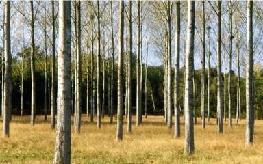 《森林法》規(guī)定,砍自家的樹也要申報,否則被抓并可能獲刑._社會_網(wǎng)