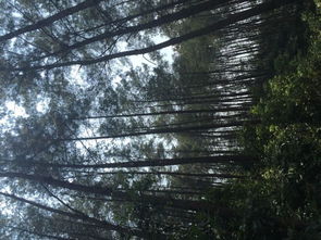 活立木山場林木經(jīng)營權(quán)出讓信息