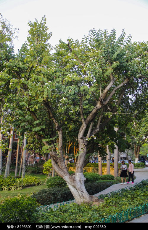 校園林木高清圖片下載 紅動網(wǎng)