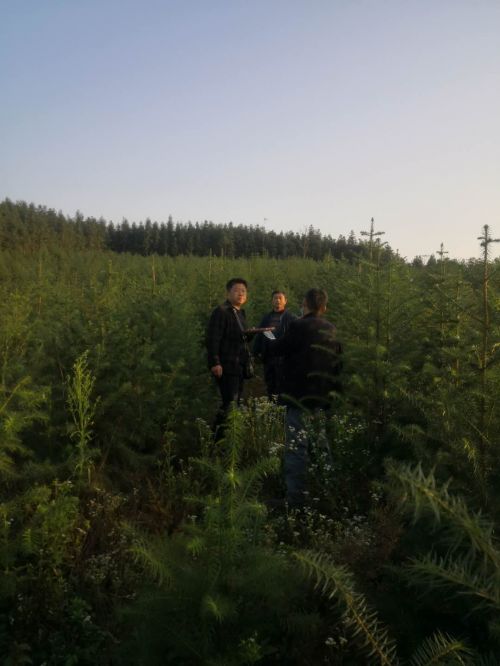 赤壁市森林公安局破獲一起濫伐林木案