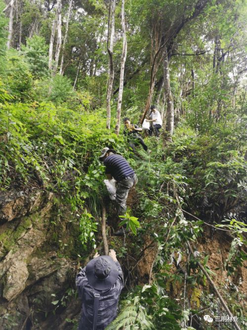贊 沙縣在全省率先通過林木種質資源普查省級復核