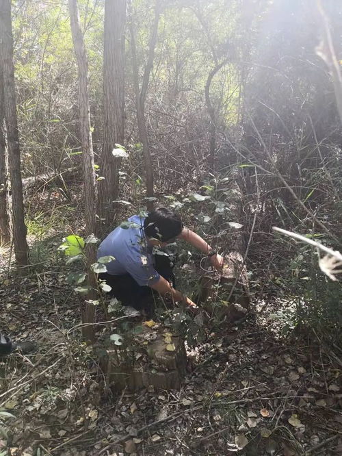 尚義縣人民檢察院偵查濫伐林木案