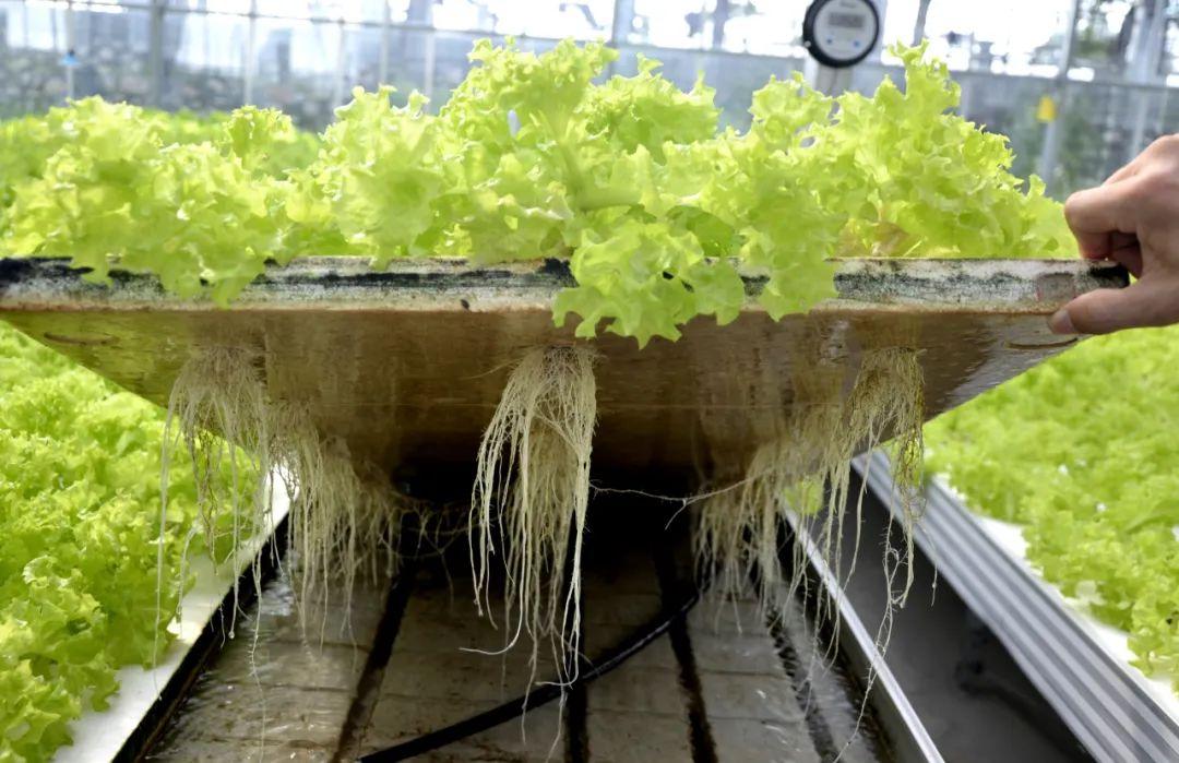 博士種蔬菜,有啥不一樣?實拍湖北省農科院健康蔬菜創新工場