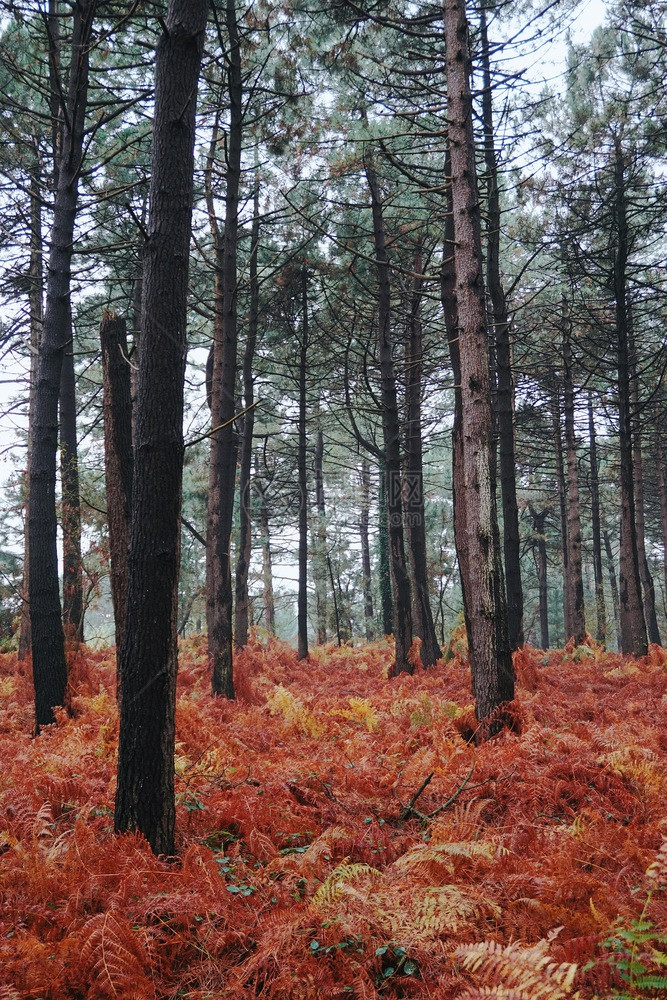 林木中的樹(shù)