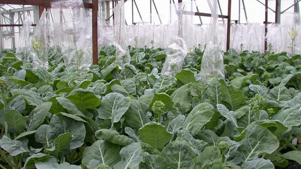 應(yīng)對(duì)‘蔬菜危機(jī)’，培育全年生長(zhǎng)的西蘭花