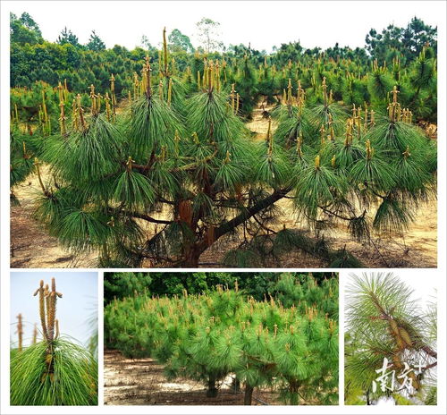 廣東十四五期間將建成9處國家重點(diǎn)林木良種基地 推動(dòng)花卉產(chǎn)業(yè)高質(zhì)量發(fā)展