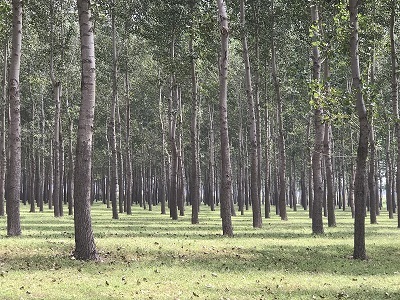 林地、林木、苗木、果樹技術(shù)鑒定與損害評(píng)估全解析