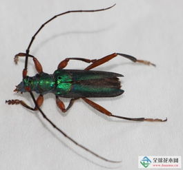 泰州檢驗(yàn)檢疫局全國首次截獲兩種外來林木害蟲